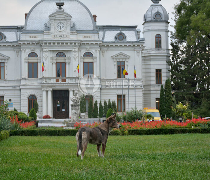 Târgovişte: Cei care au câine la bloc au nevoie de acordul vecinilor