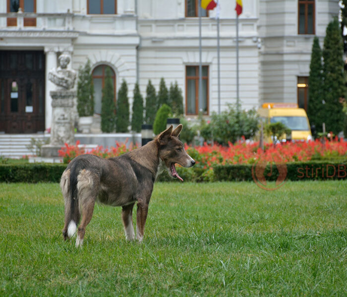 Dâmboviţa: Autorităţile judeţene, îngrijorate de numărul mare de maidanezi, vor să înfiinţeze un serviciu de ecarisaj