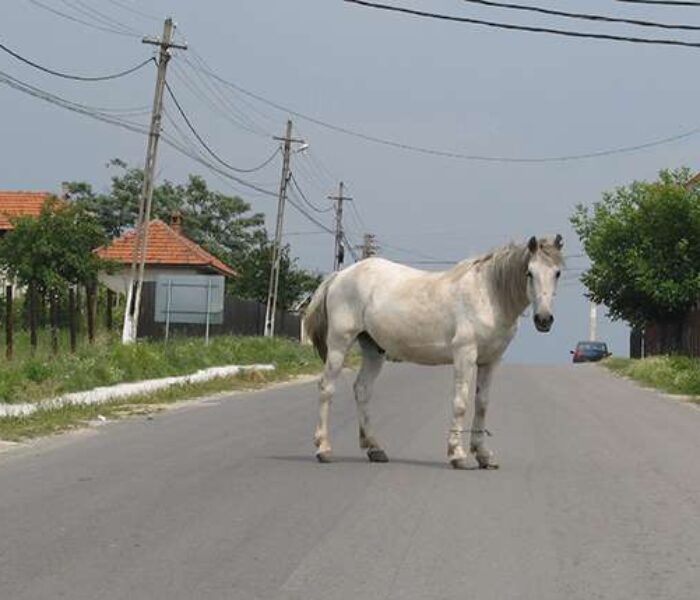 Dâmboviţa: S-a răsturnat cu maşina pe DN 71 Târgovişte-Sinaia, după ce s-a trezit cu un cal în faţa maşinii