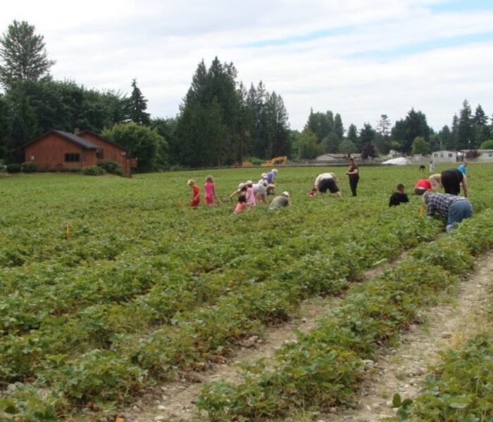 Se caută culegători de căpşuni în Danemarca