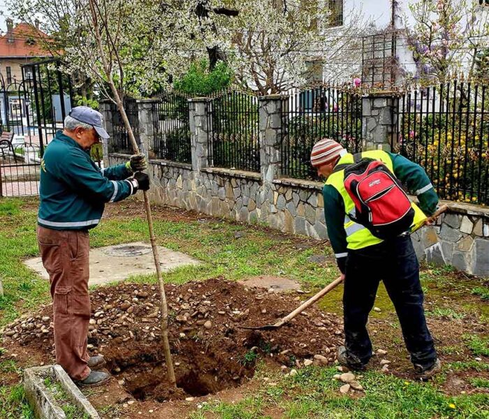 Primăria Târgovişte: Au fost plantaţi aproximativ 60 de castani pe Bulevardul Carol I