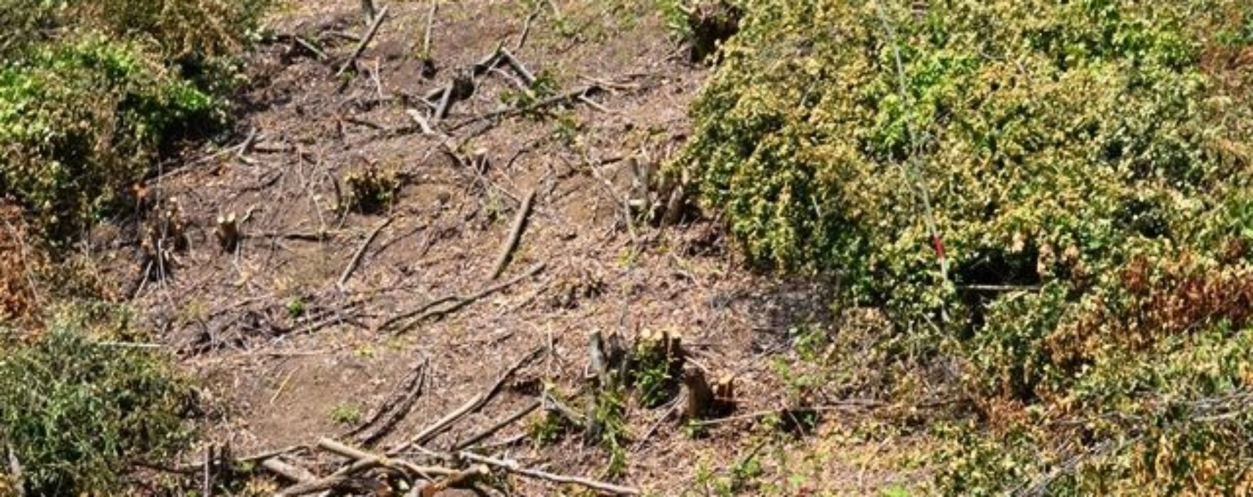 Prinşi de jandarmi că au defrişat 5.000 mp de pădure în Valea Mare