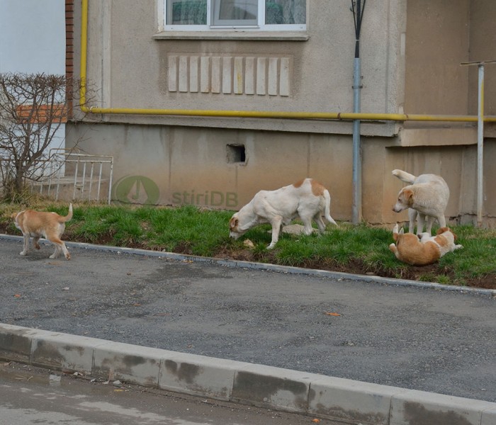 Haite de maidanezi, pe străzile Târgoviştei