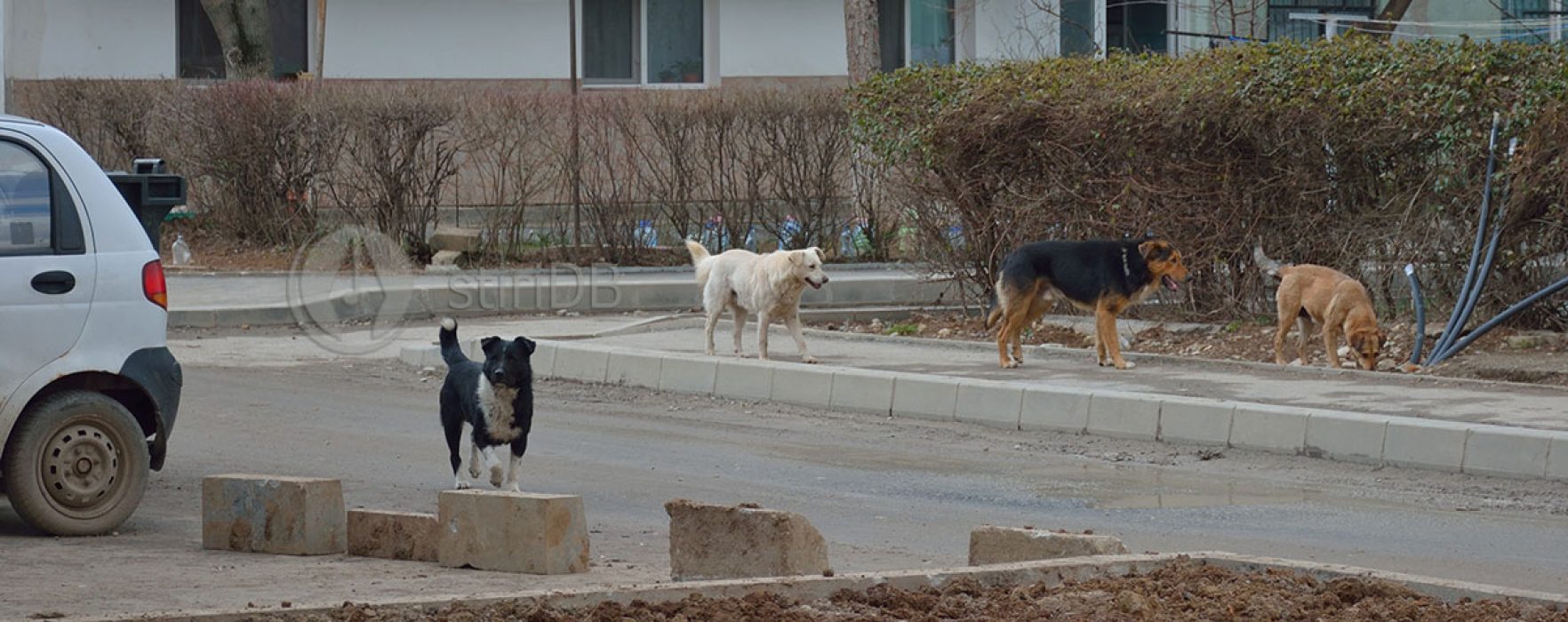 Dâmboviţa: Femeie atacată de câini în Găeşti, Poliţia a amendat primăria