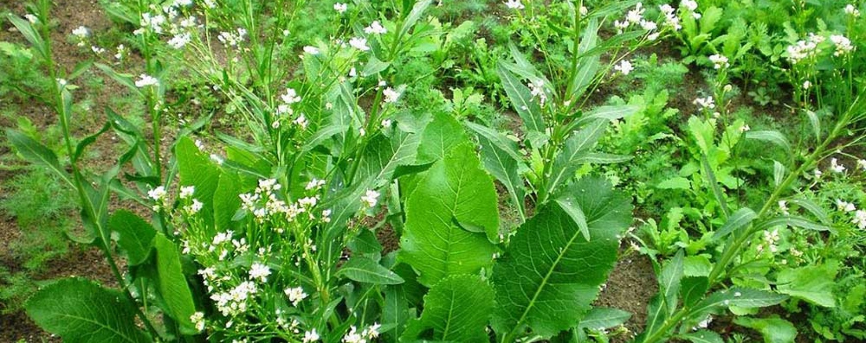 Hreanul, planta sanitar. De ce e bine să o plantezi printre legume sau lângă pomi