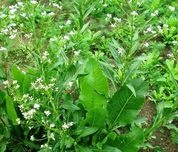 Hreanul, planta sanitar. De ce e bine să o plantezi printre legume sau lângă pomi