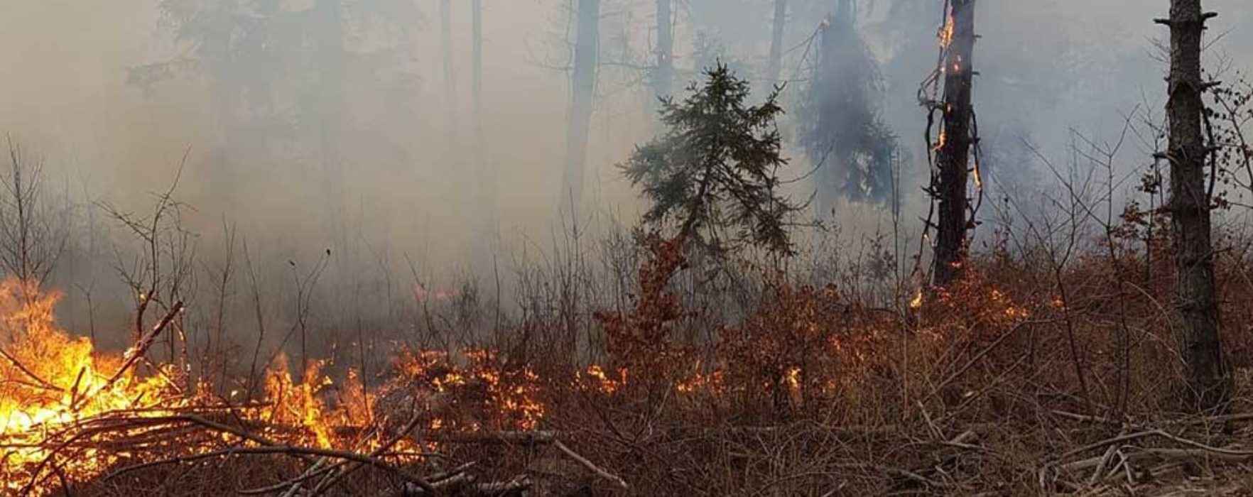 Dâmboviţa: Incendiu într-o pădure de pin pe o suprafaţă de cinci hectare