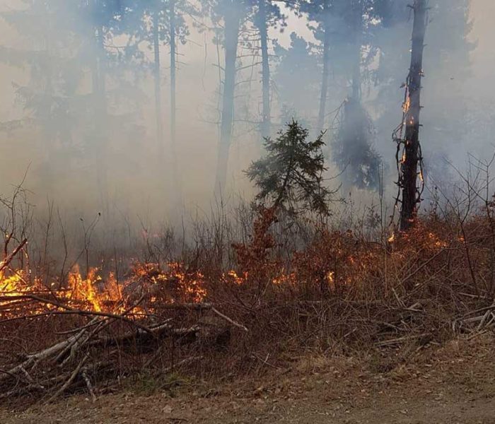 Dâmboviţa: Incendiu într-o pădure de pin pe o suprafaţă de cinci hectare