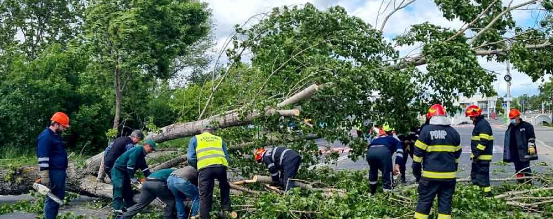 Dâmboviţa: Copaci doborâţi de vânt au afectat reţeaua electrică şi traficul rutier