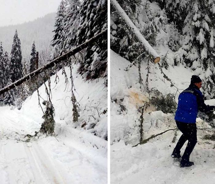 Dâmboviţa: Mai mulţi brazi căzuţi pe drumul de acces în staţiunea Padina-Peştera