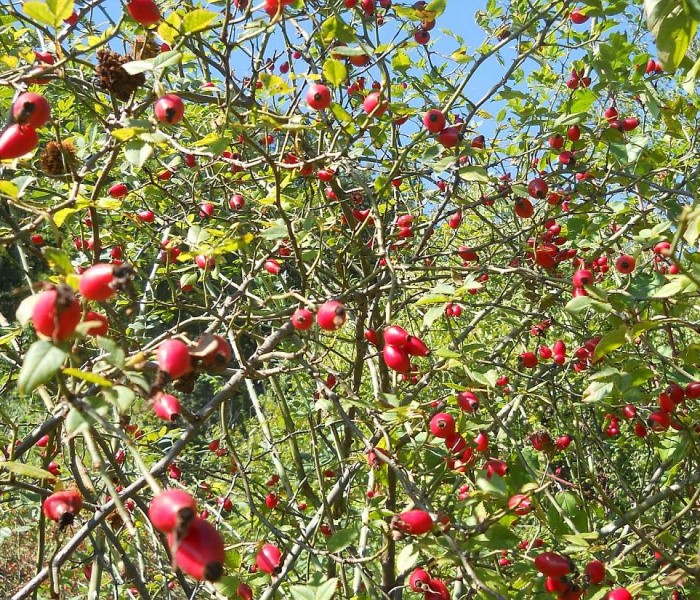 Direcţia Silvică Dâmboviţa: Zeci de tone de fructe de pădure, la export