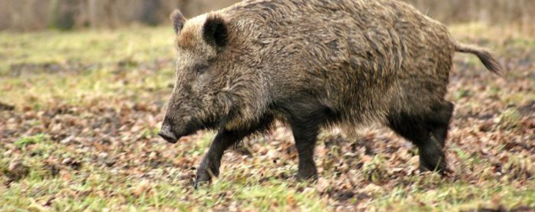 Dâmboviţa: Pestă porcină africană, confirmată în Butimanu la un porc mistreţ