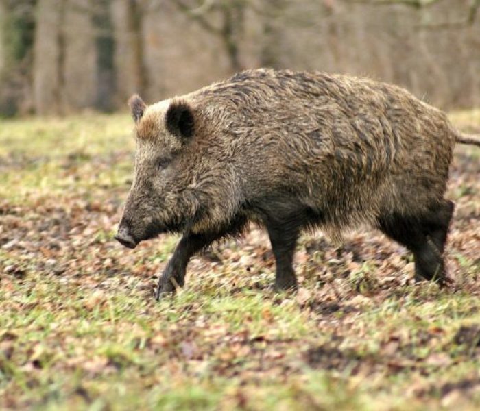 Dâmboviţa: Pestă porcină africană, confirmată în Butimanu la un porc mistreţ