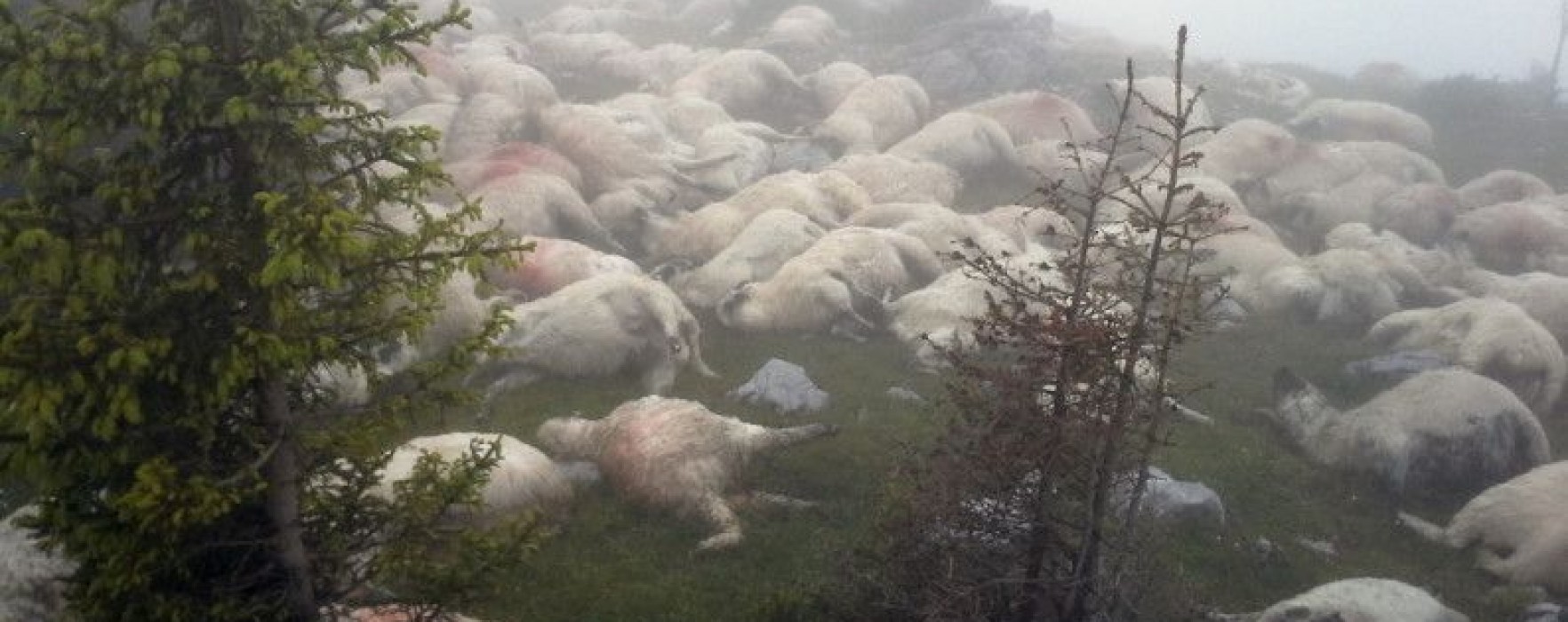 Dâmboviţa: Peste 100 de oi au murit lovite de trăznet, în zona montană