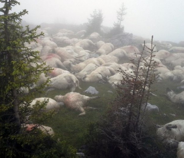 Dâmboviţa: Peste 100 de oi au murit lovite de trăznet, în zona montană