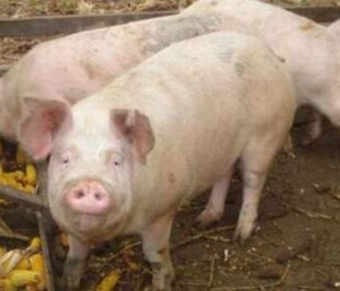 Dâmboviţa: Prins că transporta porci fără a avea documente sanitar-veterinare; animalele au fost eutanasiate