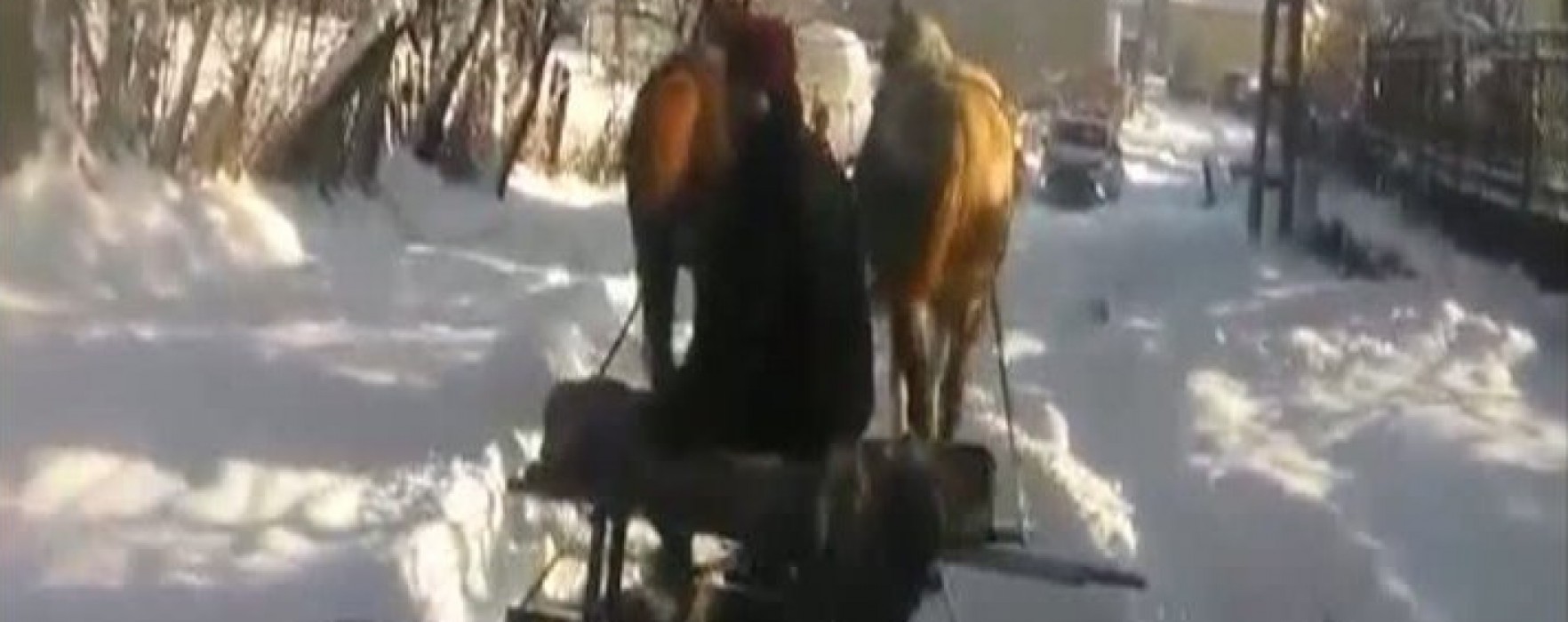 Deszăpezire cu plug tras de cai la Moţăieni, deşi primăria are tractor cu lamă (video)