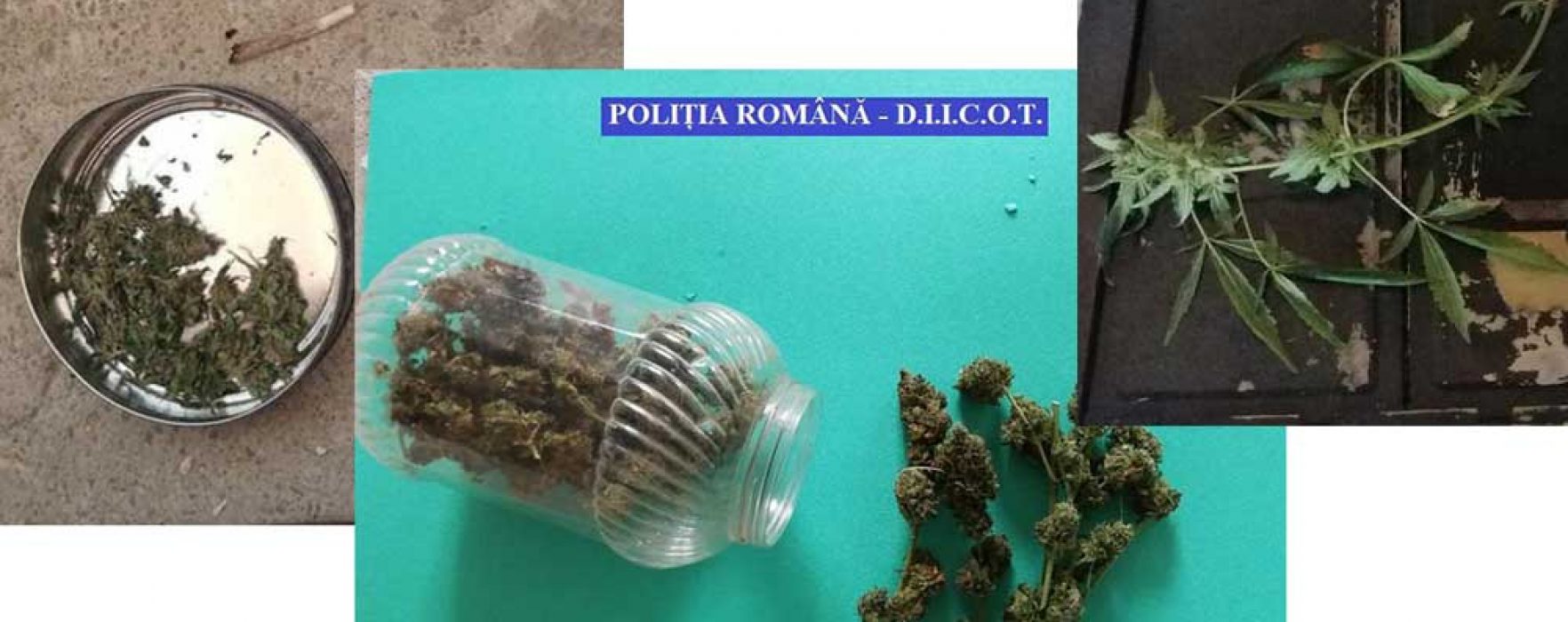 Dâmboviţa: Percheziţii la bănuiţi de trafic de droguri, cultură de cannabis descoperită la Băleni