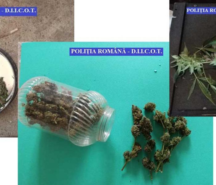 Dâmboviţa: Percheziţii la bănuiţi de trafic de droguri, cultură de cannabis descoperită la Băleni