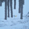 Dâmboviţa: Ninge viscolit în zona montană, imagini de la Vf. Omu
