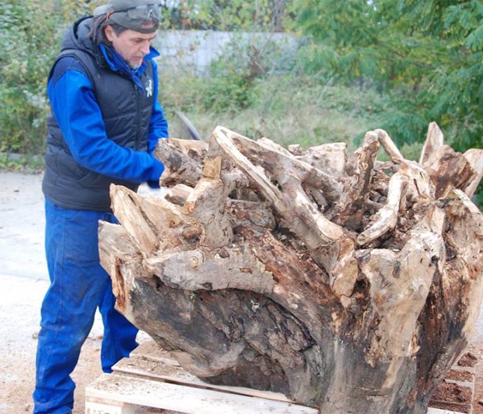 Dâmboviţa: Sculpturi în rădăcini de copac, la tabăra de sculptură ”Vasile Blendea”