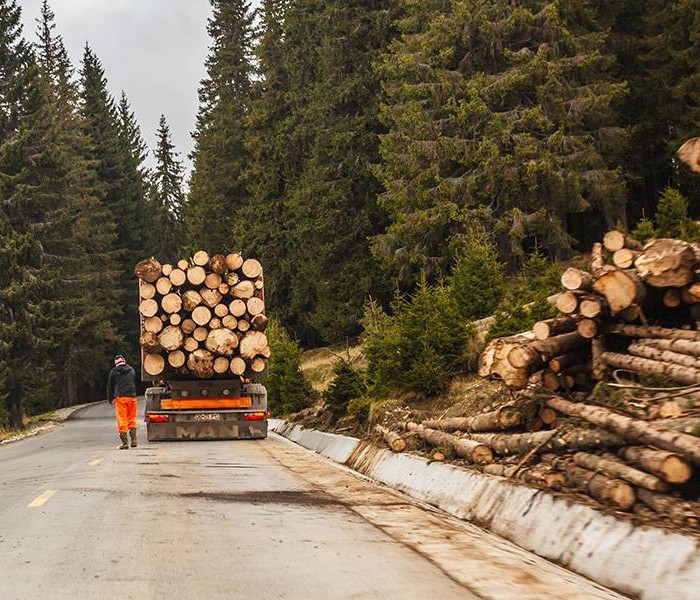 Pădurile din Bucegi tăiate fără milă (foto)