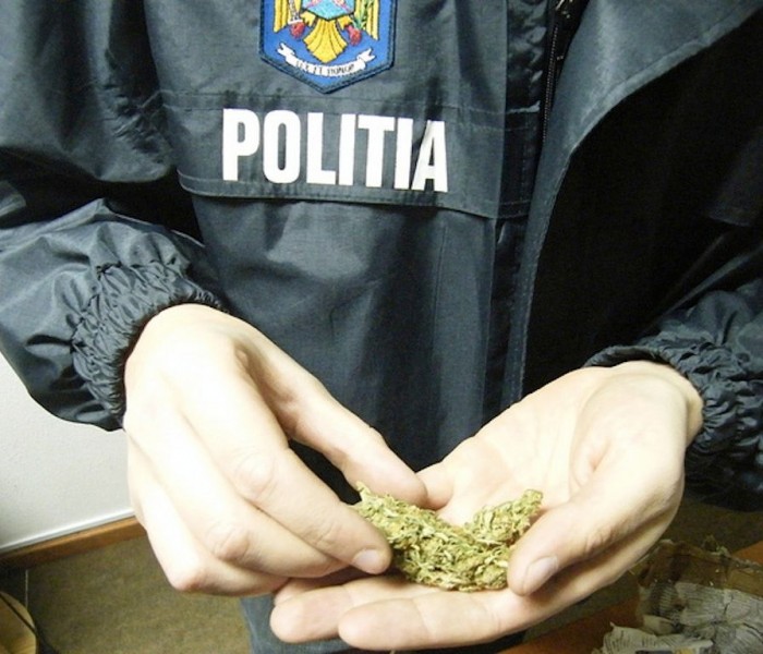 Dâmboviţa: Culturi de cannabis, descoperite de poliţişti în urma unor percheziţii domiciliare (video)