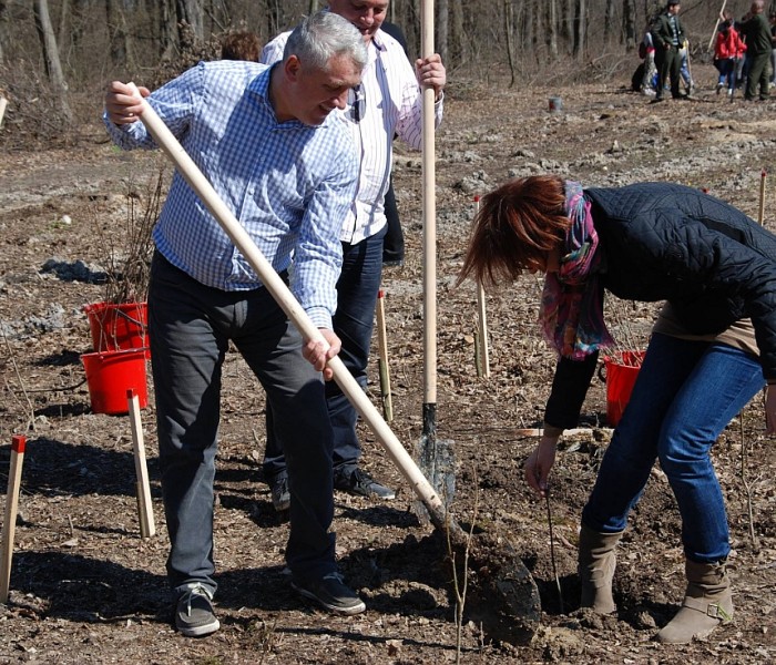 Acţiuni de împădurire  de Luna Pădurii, prefectul de Dâmboviţa, preşedintele CJ şi parlamentari au plantat copaci