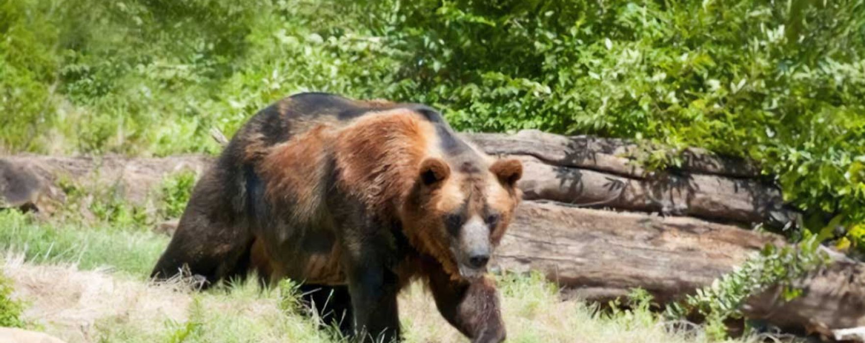 Dâmboviţa: Persoană atacată de urs în Moroeni, a fost emis mesaj RO-Alert