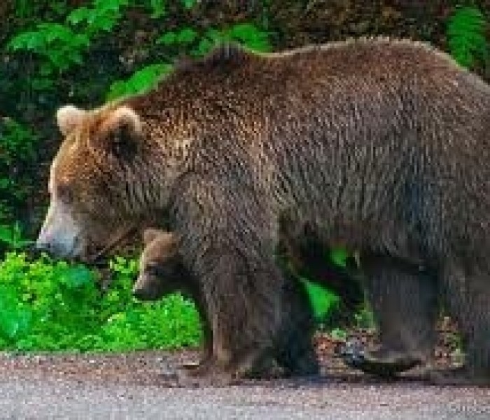 Două persoane din Vârfuri, atacate de urs