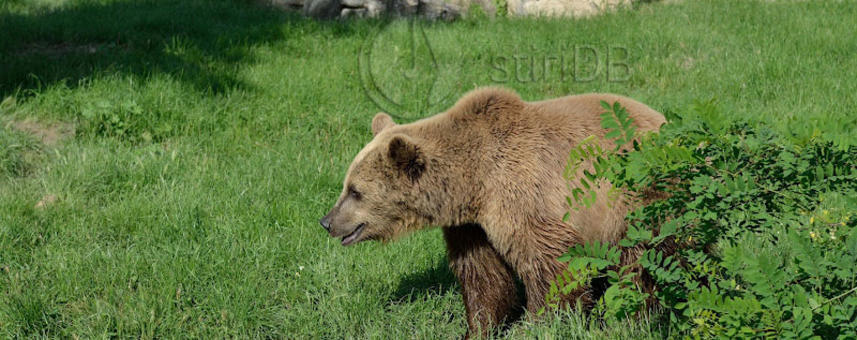 Dâmboviţa: Prezenţa unui urs semnalată în zona turistică Peştera, a fost transmis mesaj RO-ALERT