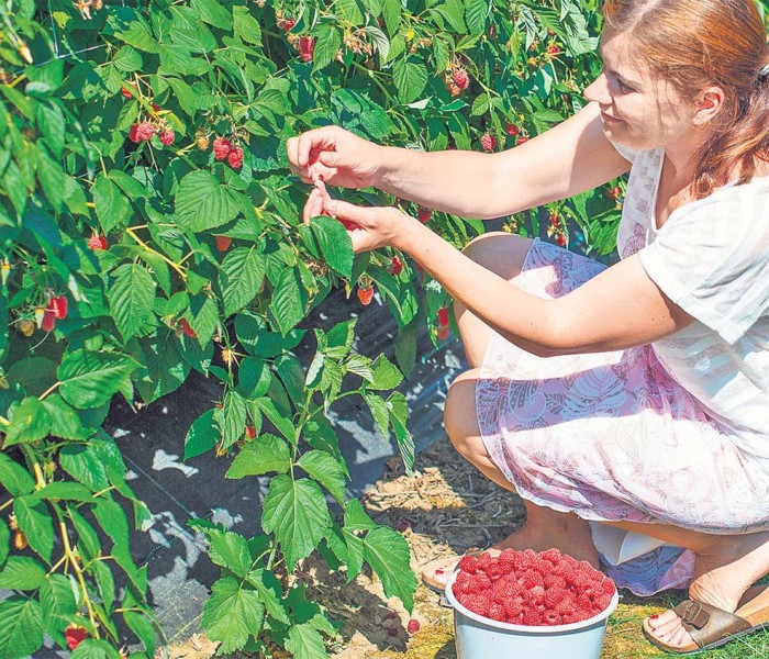 Se caută culegători de zmeură în Danemarca, salariu 1,6 euro/kg