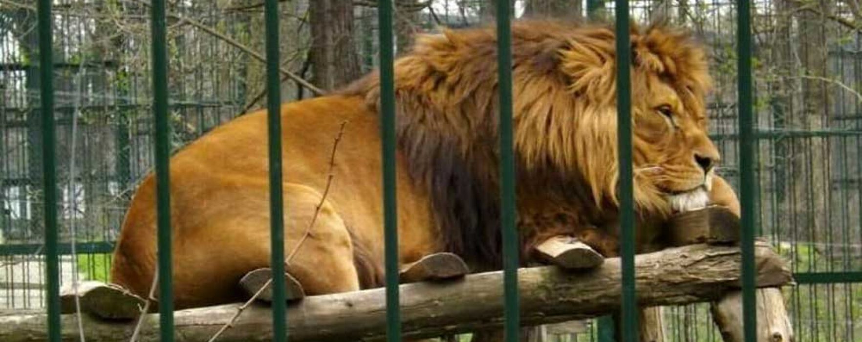 DSVSA Dâmboviţa: O grădină zoo şi o menajerie din judeţ deţin lei în mod autorizat, animalele sunt în cuşti