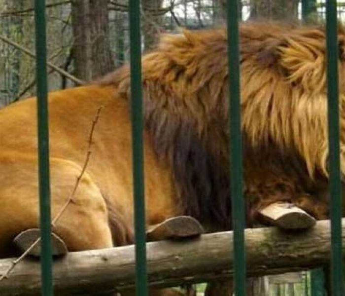 DSVSA Dâmboviţa: O grădină zoo şi o menajerie din judeţ deţin lei în mod autorizat, animalele sunt în cuşti